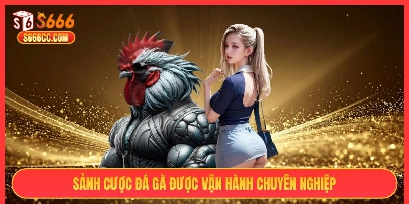 Sảnh cược đá gà được vận hành chuyên nghiệp
